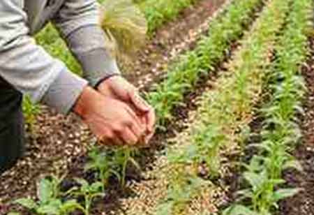Cultivating the Future Through Innovative Technologies in Seed Farming
